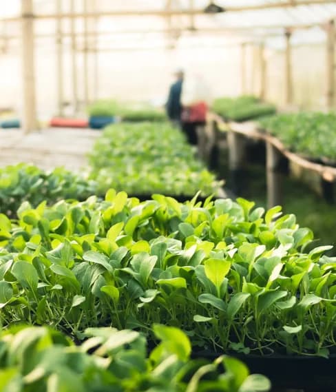 Can urban agriculture feed our cities sustainably? Insights from experts around the world!!